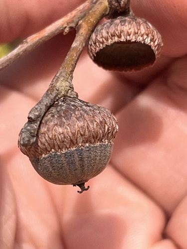 Image of Quercus incana by (c) Steve Taylor, some rights reserved (CC BY)