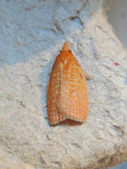 Sparganothis distincta
