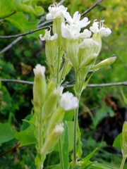 Silene repens