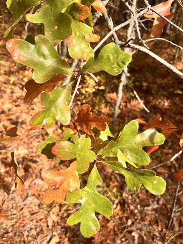Image of Quercus margaretiae by (c) Steve Taylor, some rights reserved (CC BY)