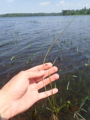 Eleocharis robbinsii