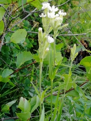 Silene repens