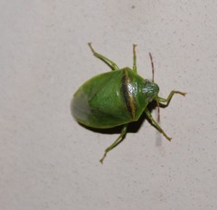 Piezodorus guildinii