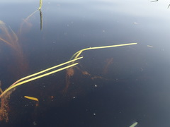 Sparganium fluctuans