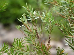 Melaleuca paludicola