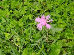 Centaurea jacea