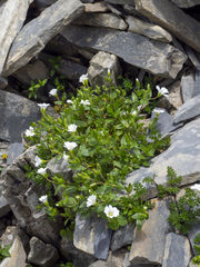 Cerastium kasbek
