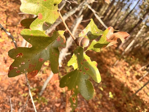 Image of Quercus margaretiae by (c) Steve Taylor, some rights reserved (CC BY)