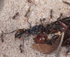 Myrmecia mandibularis