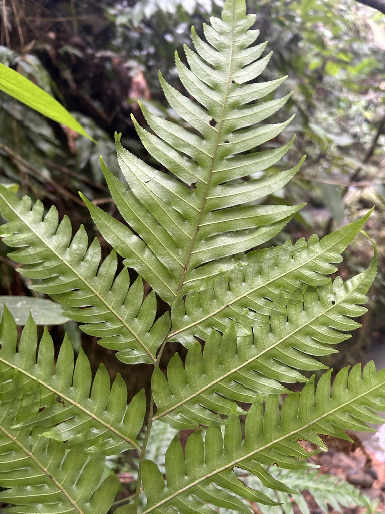 Pteris altissima