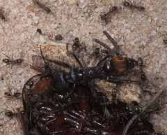 Myrmecia mandibularis