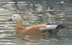 Tadorna ferruginea
