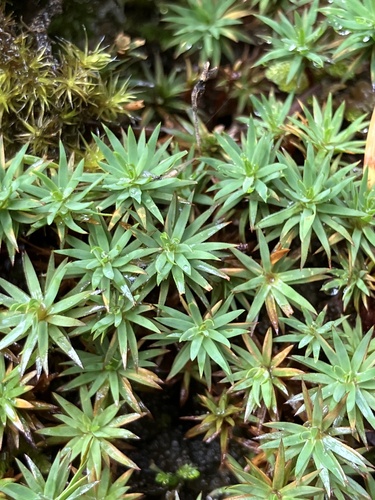 Pogonatum urnigerum (Hedw.) P.Beauv.