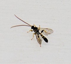Colpotrochia trifasciata