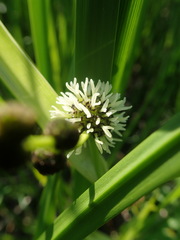 Sparganium eurycarpum
