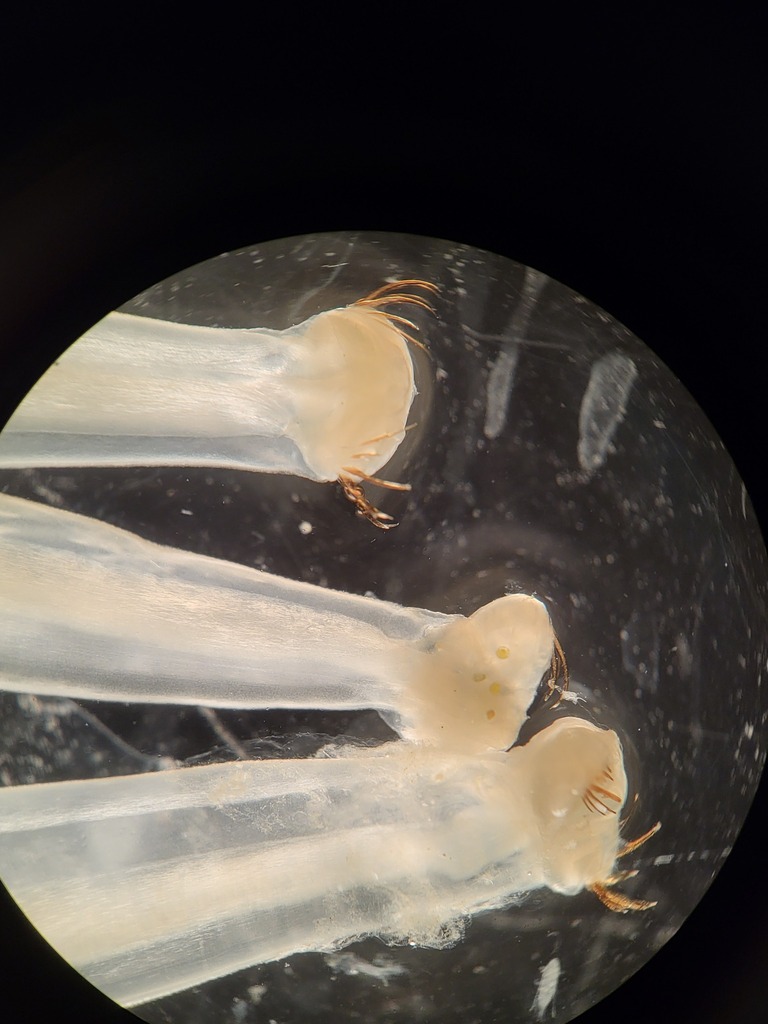 Pseudosagitta