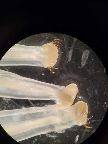 Pseudosagitta maxima