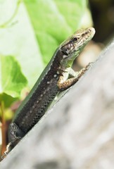 Iberolacerta monticola