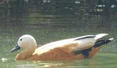 Tadorna ferruginea