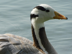 Anser indicus