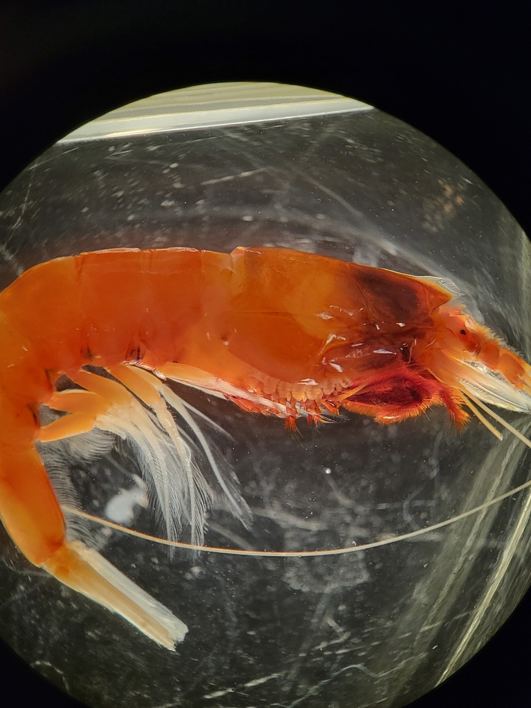 graceful blunt-tail prawn