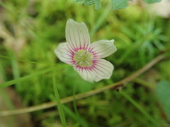 Oxalis montana image