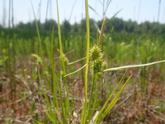 Media resource of Carex cryptolepis