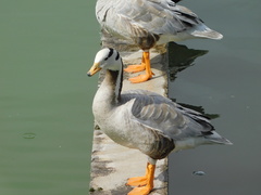 Anser indicus