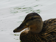 Anas platyrhynchos