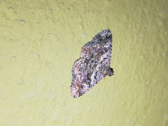 Toxonprucha repentis