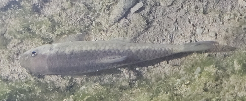 Longfin garra (Garra longipinnis) — Cyprinidae — 4