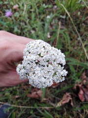Achillea millefolium