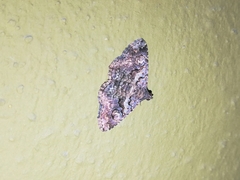 Toxonprucha repentis