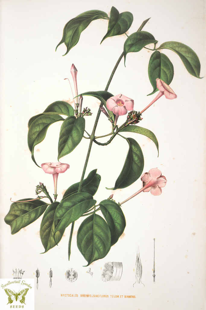 Nyctocalos brunfelsiiflora (Nyctocalos brunfelsiiflora)
