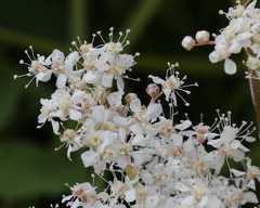 Filipendula palmata