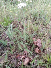 Achillea millefolium