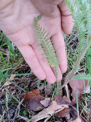 Achillea millefolium