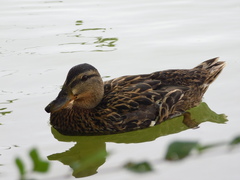 Anas platyrhynchos