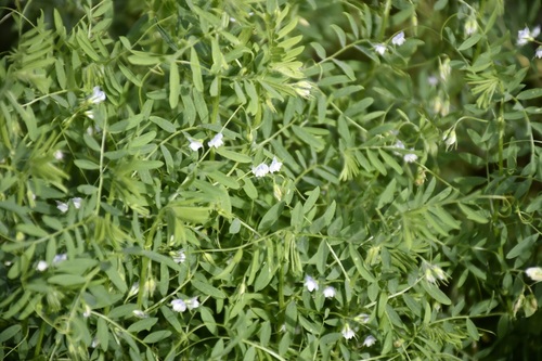 low-growing vetch (Vicia humilis)