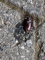 Lucanus