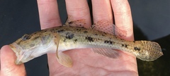Glossogobius olivaceus
