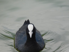 Fulica atra