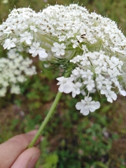 Daucus carota