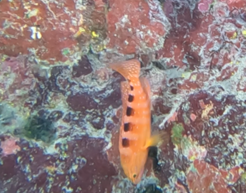 Sixblotch hind