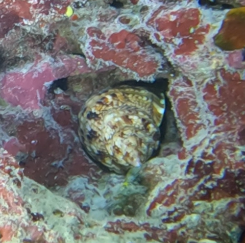 Giant triton