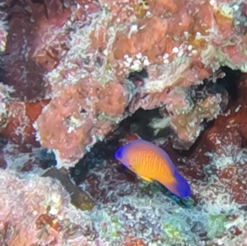 Coral Beauty