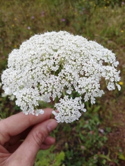Daucus carota