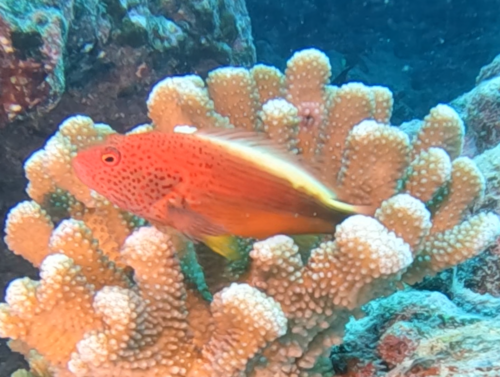 Blackside hawkfish