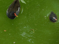 Gallinula chloropus