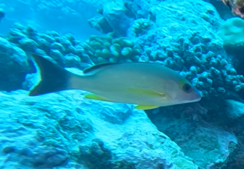 Blacktail snapper